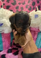 Yorkie poo Girl, a male Yorkipoo for sale in Spartanburg, SC – Photo 2 of 3