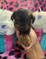 Yorkie poo Girl, a male Yorkipoo for sale in Spartanburg, SC – Photo 1 of 3