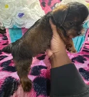 Yorkie poo Girl, a male Yorkipoo for sale in Spartanburg, SC – Photo 3 of 3