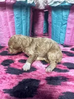 Puppy 2 , a male Poodle - Toy  for sale in Spartanburg, SC – Photo 2 of 6