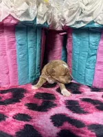 Puppy 2 , a male Poodle - Toy  for sale in Spartanburg, SC – Photo 4 of 6