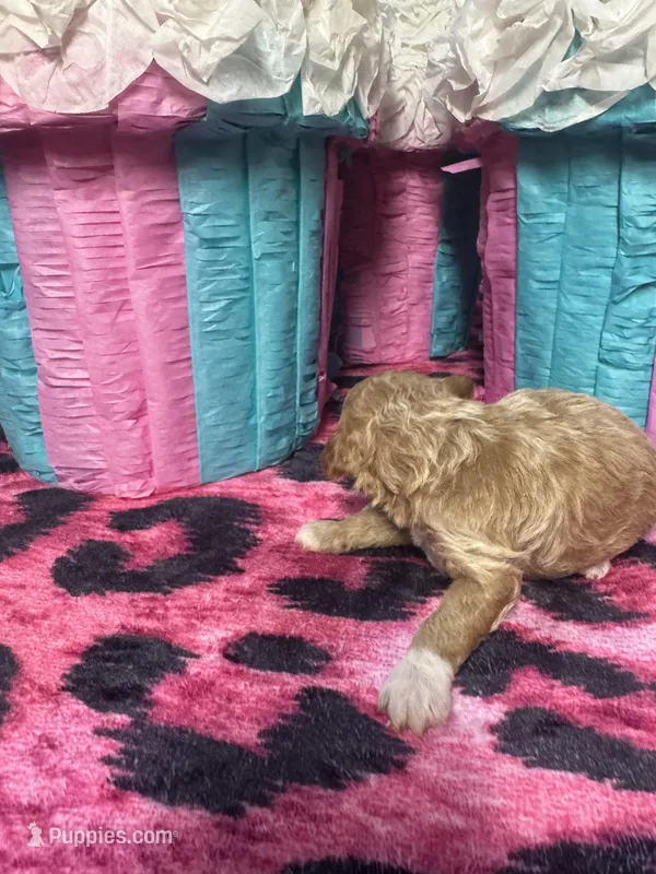 Puppy 2  – Poodle - Toy  puppy for sale in Spartanburg, SC