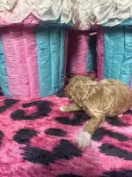 Puppy 2 , a male Poodle - Toy  for sale in Spartanburg, SC – Photo 1 of 6