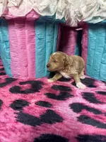 Puppy 2 , a male Poodle - Toy  for sale in Spartanburg, SC – Photo 5 of 6