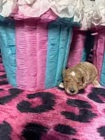 Puppy 2 , a male Poodle - Toy  for sale in Spartanburg, SC – Photo 6 of 6