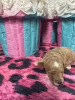 Puppy 2 , a male Poodle - Toy  for sale in Spartanburg, SC – Photo 3 of 6