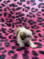 Brown and white tiny boy, a male Shih Tzu for sale in Spartanburg, SC – Photo 2 of 4
