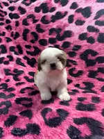 Brown and white tiny boy, a male Shih Tzu for sale in Spartanburg, SC – Photo 3 of 4
