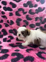 Brown and white tiny boy, a male Shih Tzu for sale in Spartanburg, SC – Photo 4 of 4