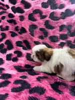 Brown and white tiny boy, a male Shih Tzu for sale in Spartanburg, SC – Photo 1 of 4