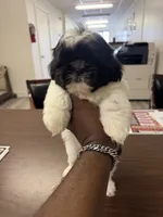 Black and white 2 , a male Shih Tzu for sale in Spartanburg, SC – 3 of 3