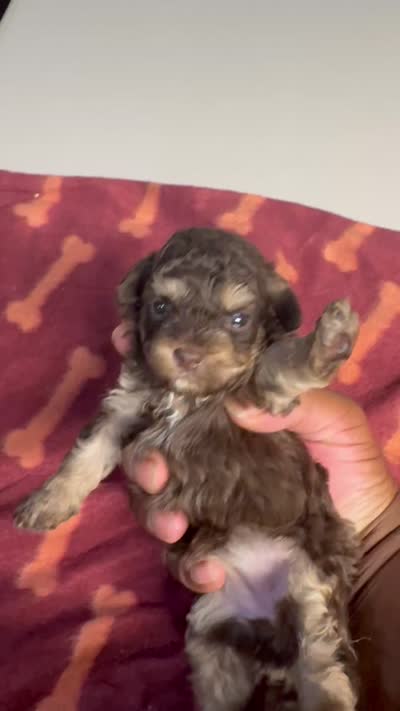 Chocolate girl, a female Poodle - Toy  for sale in Spartanburg, SC – 3 of 6