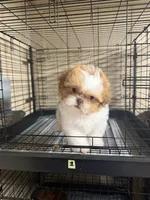 Little Red, a female Shih Tzu for sale in Spartanburg, SC – 4 of 4