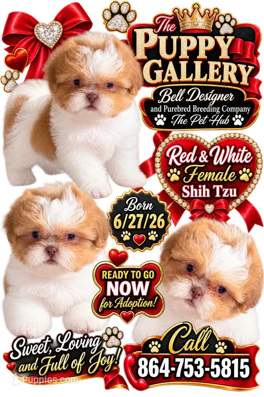 Little Red – Shih Tzu puppy for sale in Spartanburg, SC