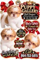 Little Red, a female Shih Tzu for sale in Spartanburg, SC – 1 of 4