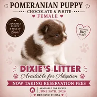 Chocolate and white2, a female Pomeranian for sale in Spartanburg, SC – 1 of 1