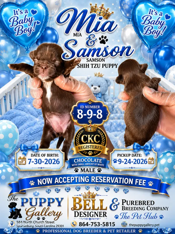 Chocolate 2 – Shih Tzu puppy for sale in Spartanburg, SC