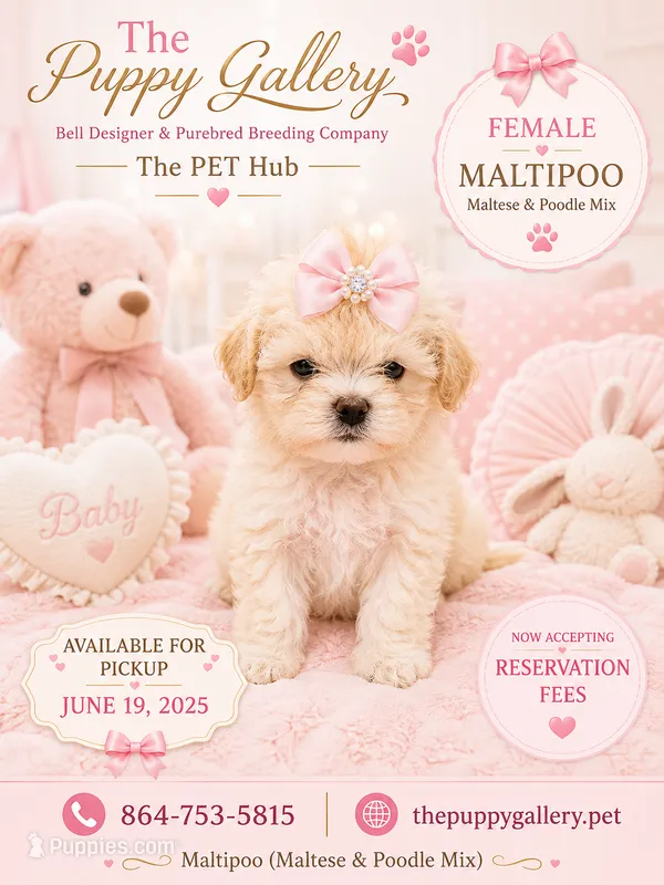 Maltipoo 5 – Maltipoo puppy for sale in Spartanburg, SC
