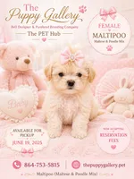 Maltipoo 5, a female Maltipoo for sale in Spartanburg, SC – 1 of 1