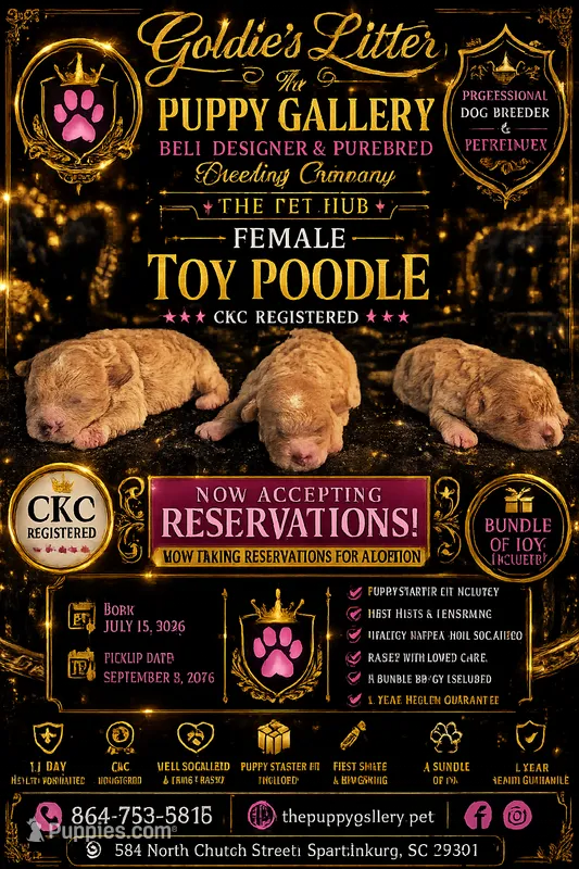 Puppy 2  – Poodle - Toy  puppy for sale in Spartanburg, SC