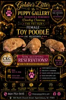 Puppy 2 , a female Poodle - Toy  for sale in Spartanburg, SC – 1 of 1