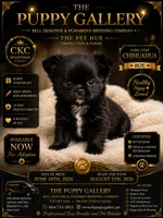 Chihuahua black female , a female Chihuahua for sale in Spartanburg, SC – 1 of 1