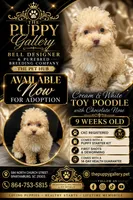 Cream chocolate , a male Poodle - Toy  for sale in Spartanburg, SC – 3 of 3