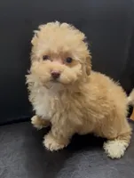 Cream chocolate , a male Poodle - Toy  for sale in Spartanburg, SC – 2 of 3