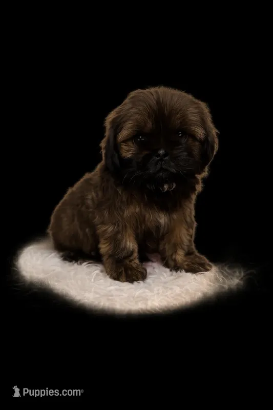 Chocolate brindle girl – Shih Tzu puppy for sale in Spartanburg, SC
