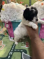 Cookie, a female Yorkipoo for sale in Spartanburg, SC – Photo 3 of 3