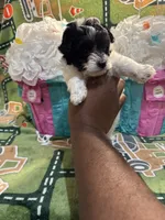 Cookie, a female Yorkipoo for sale in Spartanburg, SC – Photo 2 of 3