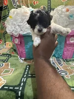 Cookie, a female Yorkipoo for sale in Spartanburg, SC – Photo 1 of 3