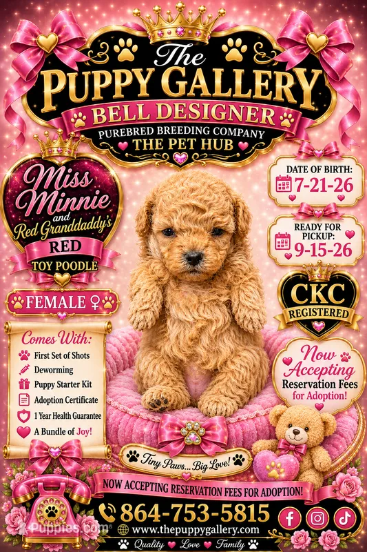 Red – Poodle - Toy  puppy for sale in Spartanburg, SC
