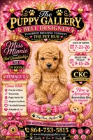 Red, a female Poodle - Toy  for sale in Spartanburg, SC – 1 of 1
