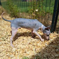 Gator, a male American Hairless Terrier for sale in Forest, MS – 1 of 3