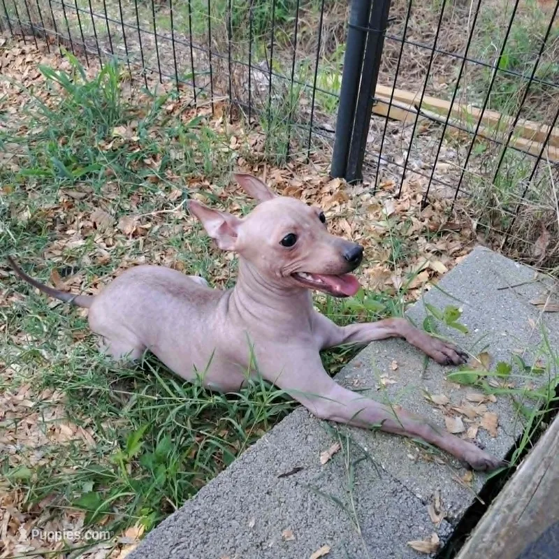 Buffy – American Hairless Terrier puppy for sale in Forest, MS