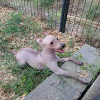 Buffy, a female American Hairless Terrier for sale in Forest, MS – 1 of 3