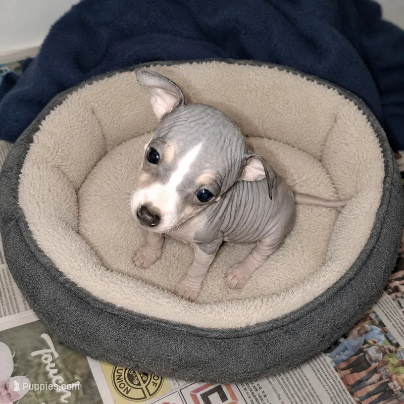 Fern – American Hairless Terrier puppy for sale in Forest, MS