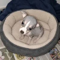 Fern, a female American Hairless Terrier for sale in Forest, MS – 1 of 1
