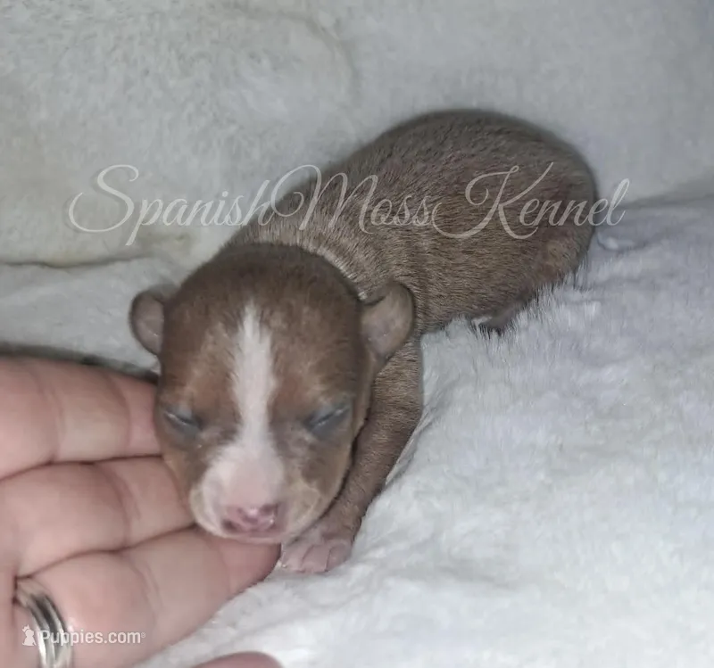 Clover – Rat Terrier puppy for sale in Forest, MS