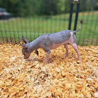 Gator, a male American Hairless Terrier for sale in Forest, MS – 2 of 3