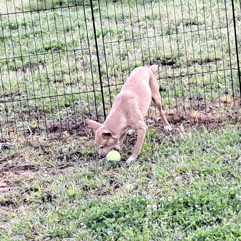 Buck – Rat Terrier puppy for sale in Forest, MS