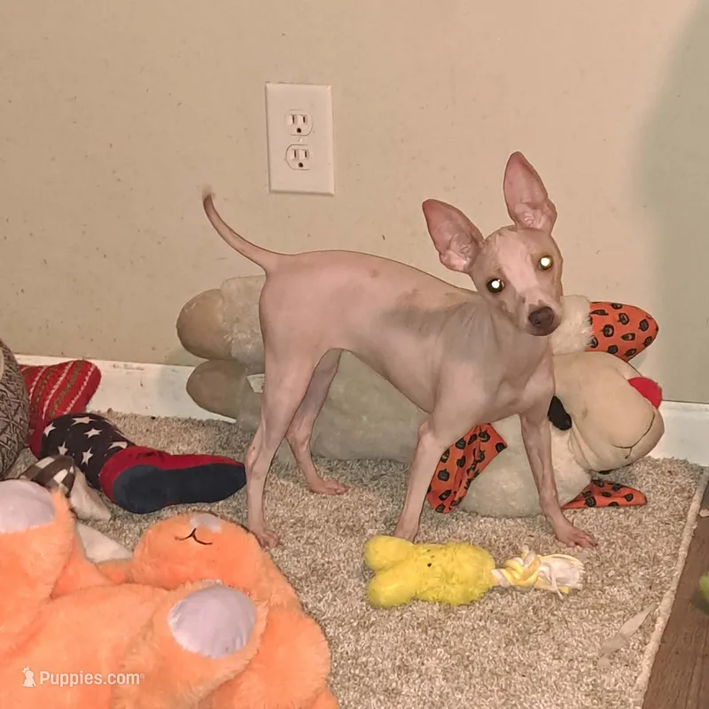 Bunny – American Hairless Terrier puppy for sale in Forest, MS
