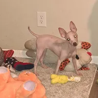 Bunny, a female American Hairless Terrier for sale in Forest, MS – Photo 1 of 2