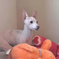 Bunny, a female American Hairless Terrier for sale in Forest, MS – Photo 2 of 2