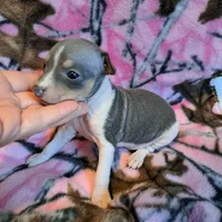 Lily, a female American Hairless Terrier for sale in Forest, MS – 1 of 1