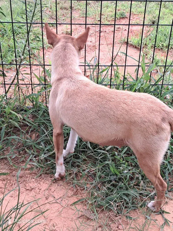 Red – Rat Terrier puppy for sale in Forest, MS