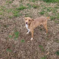 Red, a female Rat Terrier for sale in Forest, MS – Photo 2 of 2