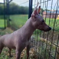 Buffy, a female American Hairless Terrier for sale in Forest, MS – 3 of 3