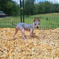 Gator, a male American Hairless Terrier for sale in Forest, MS – 3 of 3